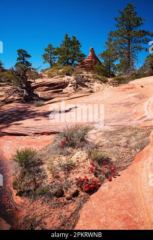 Spektakuläre Ausblicke auf die Kolob Terrace Road vor dem Zion-Nationalpark in der Nähe von Springdale, Utah Stockfoto