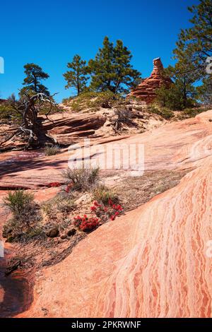 Spektakuläre Ausblicke auf die Kolob Terrace Road vor dem Zion-Nationalpark in der Nähe von Springdale, Utah Stockfoto