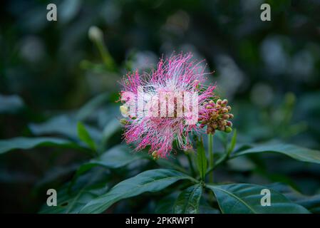 Blumen sind Fortpflanzungsstrukturen von Pflanzen, die für die Erzeugung von Saatgut verantwortlich sind. Stockfoto