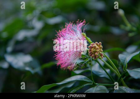 Blumen sind Fortpflanzungsstrukturen von Pflanzen, die für die Erzeugung von Saatgut verantwortlich sind. Stockfoto