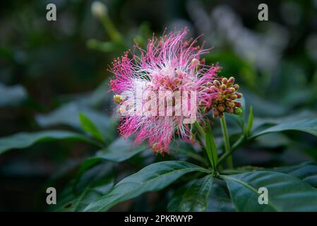 Blumen sind Fortpflanzungsstrukturen von Pflanzen, die für die Erzeugung von Saatgut verantwortlich sind. Stockfoto