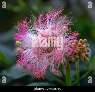 Blumen sind Fortpflanzungsstrukturen von Pflanzen, die für die Erzeugung von Saatgut verantwortlich sind. Stockfoto