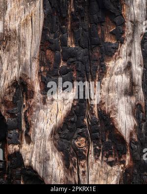 Ponderosa Pine im Bryce Canyon-Nationalpark, Utah Stockfoto