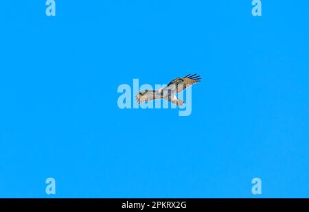 Ein roher Falke schwebt im Wind am Point Reyes National Seashore in Kalifornien Stockfoto