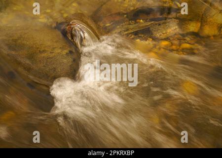 Erhellte den Middle Patuxent River in Howard County, Maryland Stockfoto