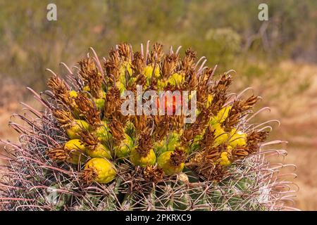 Details zu den Blumen eines Barrel Cactus im Saguaro-Nationalpark in Arizona Stockfoto