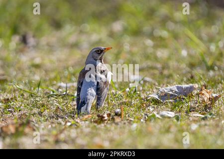 Der Fieldfare (lateinischer Name: Turdus pilaris) in der wilden Natur auf Gras. Stockfoto