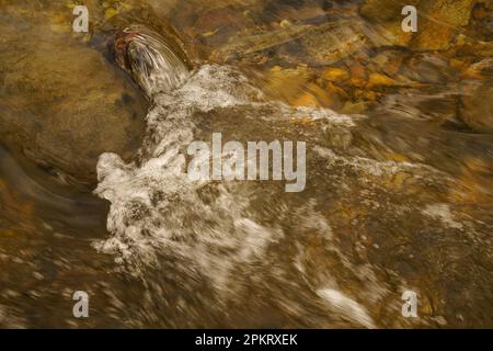 Erhellte den Middle Patuxent River in Howard County, Maryland Stockfoto