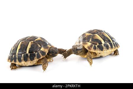 Hermanns Schildkröte vor weißem Hintergrund Stockfoto