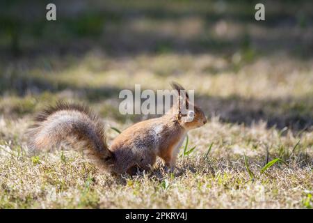 Porträt eines eurasischen roten Eichhörnchens (Sciurus vulgaris) im Rasen. Stockfoto