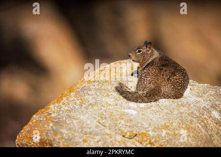 Das kalifornische Ground Eichhörnchen (Otospermophilus beecheyi), auch bekannt als Beechey Ground Eichhörnchen auf der Monterey-Halbinsel in Kalifornien Stockfoto