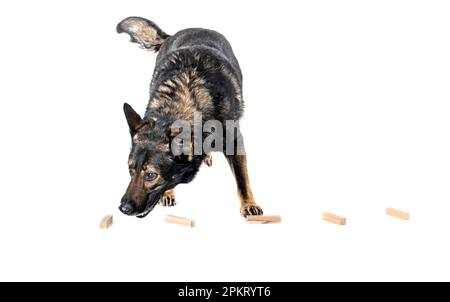 Schäferhund vor weißem Hintergrund Stockfoto