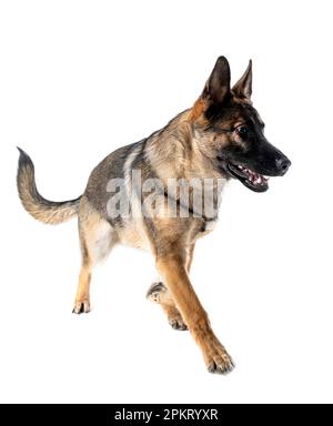 Junger deutscher Schäferhund vor weißem Hintergrund Stockfoto
