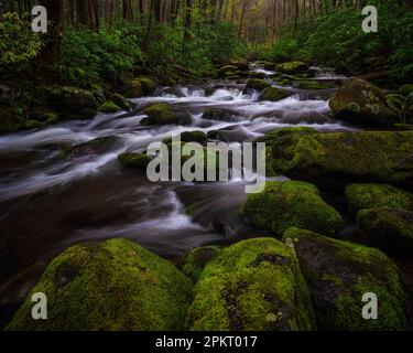 Frühlingsfarben auf dem Roaring Fork Motor Nature Trail in Gatlinburg, Tennessee Stockfoto