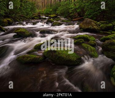 Frühlingsfarben auf dem Roaring Fork Motor Nature Trail in Gatlinburg, Tennessee Stockfoto