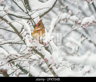 Weiblicher Nordkardinal (Cardinalis cardinalis), der sich während des Schneesturms auf einem Dornholzbaum ruht Stockfoto