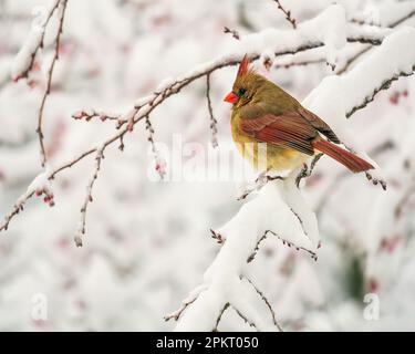 Weiblicher Nordkardinal (Cardinalis cardinalis), der sich während des Schneesturms auf einem Dornholzbaum ruht Stockfoto