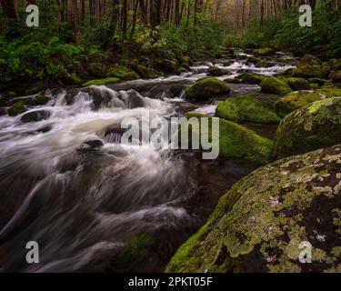 Frühlingsfarben auf dem Roaring Fork Motor Nature Trail in Gatlinburg, Tennessee Stockfoto