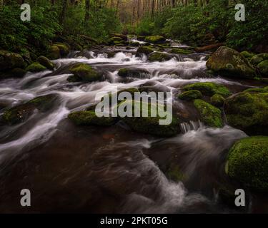 Frühlingsfarben auf dem Roaring Fork Motor Nature Trail in Gatlinburg, Tennessee Stockfoto