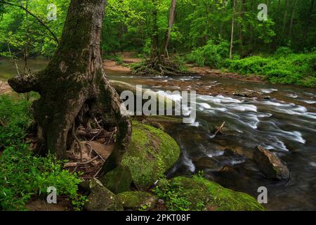 Frühlingsfarben am Middle Patuxent River in Howard County, Maryland Stockfoto