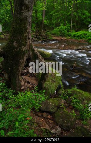 Frühlingsfarben am Middle Patuxent River in Howard County, Maryland Stockfoto