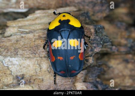 Scarab-Fruchtkäfer, Pachnoda iskuulka (Scarabaeidae) Ein schöner Käfer, der oft von leidenschaftlichen Hobbybastlern in Terrarien gezüchtet wird. Stockfoto