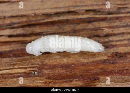 Entwicklungsstadium - Pupa, ein Käfer der Familie Buprestidae (Juwelenkäfer) der Gattung Agrilus unter der Rinde. Stockfoto