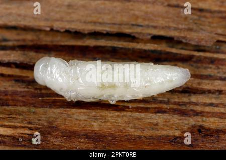 Entwicklungsstadium - Pupa, ein Käfer der Familie Buprestidae (Juwelenkäfer) der Gattung Agrilus unter der Rinde. Stockfoto