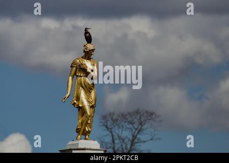 Kormorant auf dem Kopf der Diana Fountain Statue im Buschpark Stockfoto