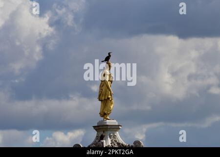 Kormorant auf dem Kopf der Diana Fountain Statue im Buschpark Stockfoto