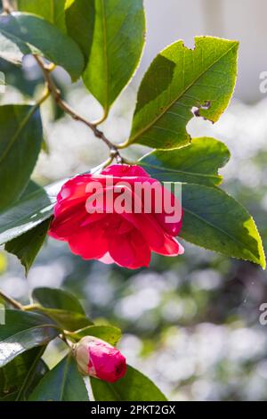 Rote blühende Kamelien im tropischen Garten von Hortus Botanicus in der Gemeinde Haren Groningen in der Provinz Groningen Niederlande Stockfoto