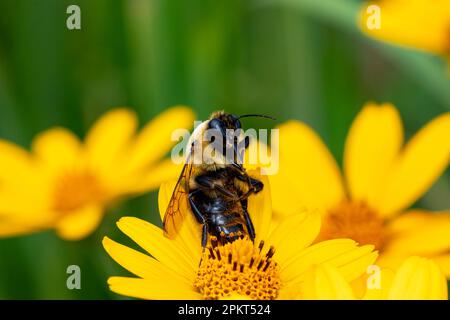 Hummelbiene ruht auf gelber Wildblume. Insekten- und Naturschutz, Lebensraumschutz und Blumengarten im Garten. Stockfoto