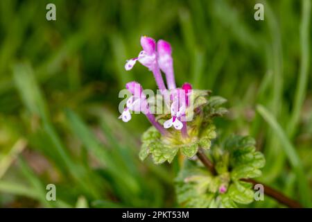 Hühnchen-Gras mit pinkfarbenen und lila Blüten, die im Hof wachsen. Hausrasenpflege, Pflege, essbares Unkraut und Unkrautbekämpfungskonzept. Stockfoto