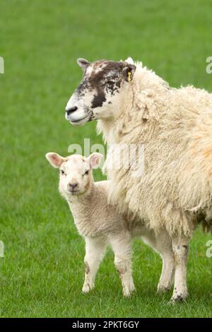 Nahaufnahme eines Schafs mit ihrem niedlichen Lamm, das in die Kamera schaut und auf einer grünen Wiese steht. Konzept: Mutterliebe. Sauberer, grüner Backg Stockfoto