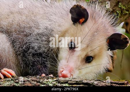 Eine weibliche Virginia-Oposssum (Didelphis virginiana), die Babys in ihrem Beutel trägt, duscht in einem Baum, 9. April 2023, in CODEN, Alabama. Die Stockfoto