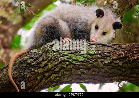 Eine weibliche Virginia-Oposssum (Didelphis virginiana), die Babys in ihrem Beutel trägt, duscht in einem Baum, 9. April 2023, in CODEN, Alabama. Die Stockfoto