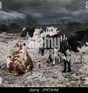 Afrikanische Nguni-Rinder stehen entlang einer Landstraße zwischen den Küstendörfern Gouritzmond und Stilbaai an der Südküste von Cape South Coast. Die Sturmwolken von Stockfoto