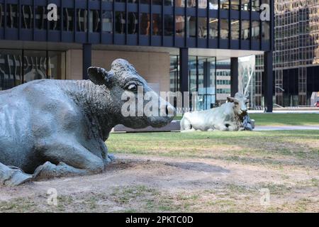 Zwei Stiere, die im Gras sitzen (Börsenkonzept) Stockfoto