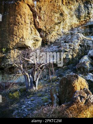 Der Mapungubwe-Nationalpark ist ein Nationalpark in der Provinz Limpopo, Südafrika. Es liegt am Fluss Kolope, südlich des Zusammenflusses des Limpo Stockfoto