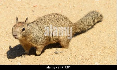 Nahaufnahme des kalifornischen Ground Eichhörnchens (Otospermophilus beecheyi) Stockfoto