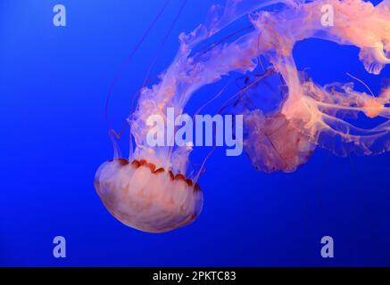 Medusa Quallen, die im blauen Ozean schwimmen Stockfoto