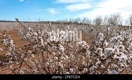 Ein Baumkronen voller Mandelblütenäste auf einem großen Feld voller Mandelbäume, dies sind die ersten und schönsten Blüten des Frühlings. Stockfoto