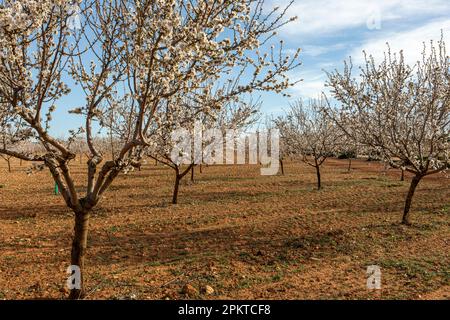 Blühende Mandelbäume auf einem großen Feld voller Bäume dieser Art sind dies die ersten und schönsten Blüten des Frühlings. Stockfoto