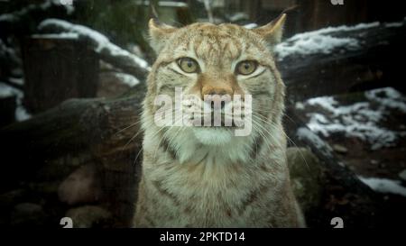 Der eurasische Luchs (Lynx lynx) ist eine mittelgroße Katze, die in Europa und Sibirien heimisch ist Stockfoto