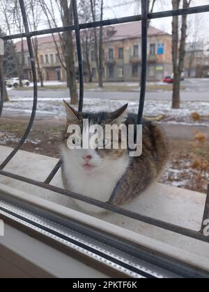 Die Katze sitzt auf der Fensterbank vor dem Fenster. Stockfoto