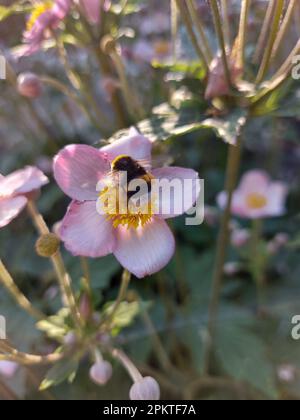 Hummel sammelt Nektar auf einer violetten Blume. Stockfoto