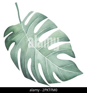 Tropische Blätter bilden sich. Dschungel-Botanik-Aquarell-Illustrationen, Blumenelemente. Stockfoto