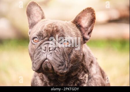 Porträt eines französischen Bulldoggen-Brindle-Hundes mit schwarzer Farbe. Tier, Tier. Stockfoto