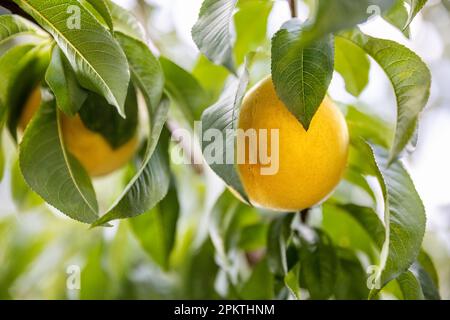 Unreife gelbe Pfirsiche Nahaufnahme des Baumzweigs, biologischer Obstanbau und -Anbau, Sommerzeit Stockfoto