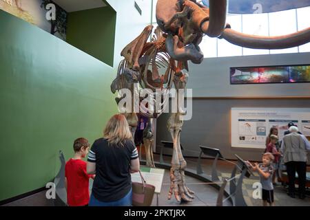 Gainesville, Florida, USA. 8. April 2023: Das Florida Museum of Natural History ist Floridas offizielles staatlich gefördertes und gechartertes Naturkundemuseum. Stockfoto